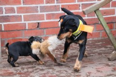 IMG_4447-Kopie