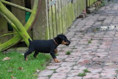 IMG_4362-Kopie