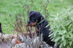 IMG_4528-Kopie