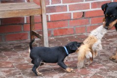 IMG_4449-Kopie