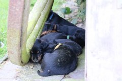 IMG_5684-Kopie
