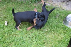 IMG_5749-Kopie
