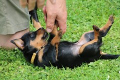IMG_5414-Kopie
