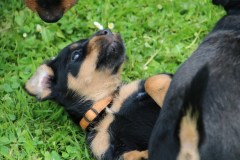 IMG_5426-Kopie