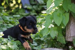 IMG_5556-Kopie