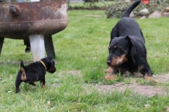 Daisy und Herkules