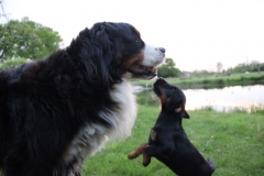 Balou, der Nachbar, mit Donald
