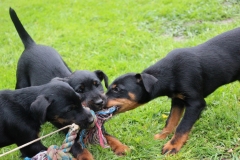 Donald, Dana und Drago