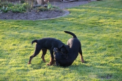 Dana und Herkules